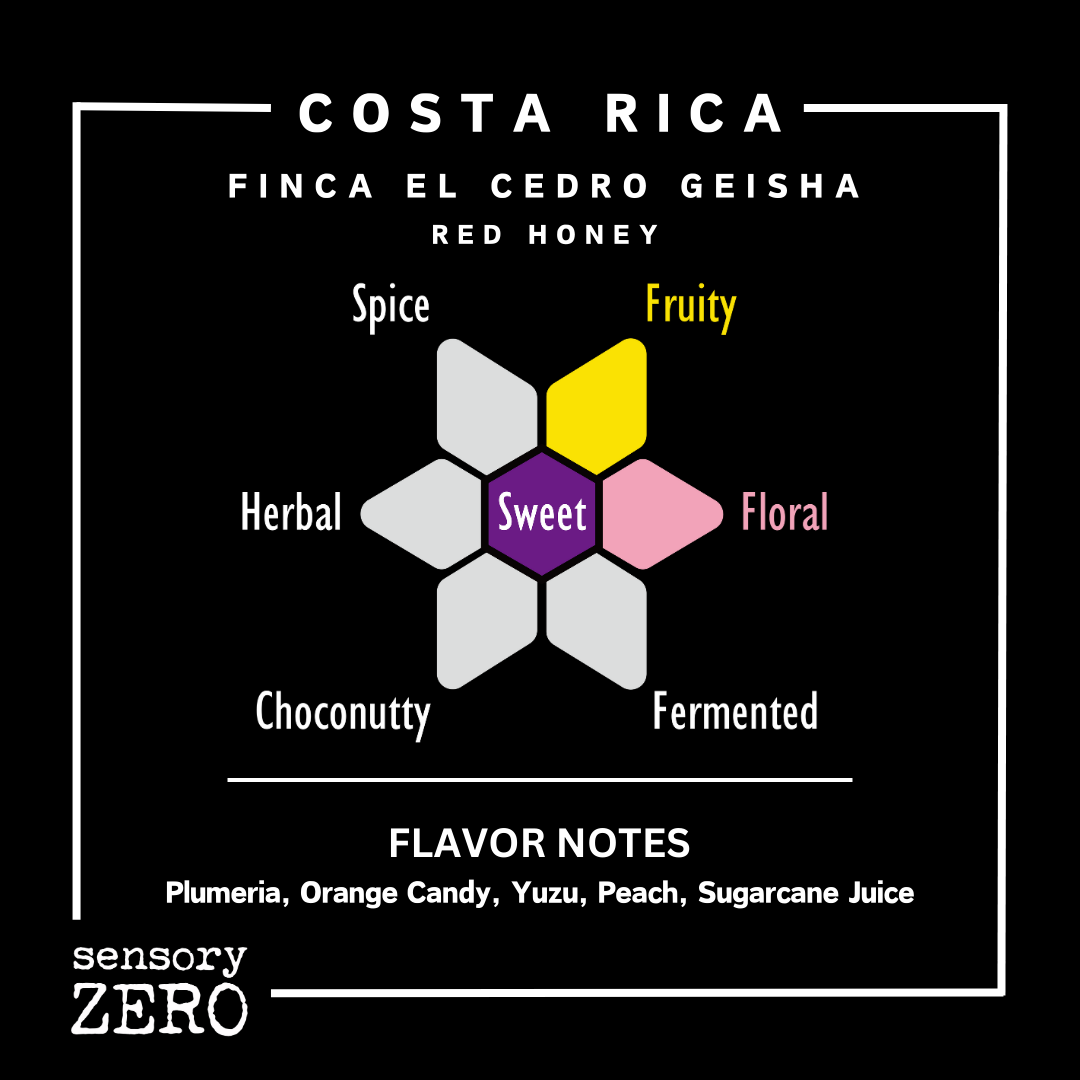 哥斯達黎加 | Finca El Cedro Geisha | 紅蜜處理, sensory ZERO, , Specialty Coffee, Artisan Coffee, Coffee Workshops, Premium Coffee Beans, Coffee Brewing Equipment, Online Coffee Store, Coffee Gifts, Hong Kong Coffee, Freshly Roasted Coffee, Coffee Subscriptions, Coffee Accessories, Tea Products, Gourmet Drinks, Wholesale Coffee Supply, B2B Coffee Solutions, 精品咖啡, 手工咖啡, 咖啡工作坊, 優質咖啡豆, 咖啡冲泡器具, 網上咖啡商店, 咖啡禮品, 香港咖啡, 新鲜烘焙咖啡, 咖啡訂閱, 咖啡配件, 美味飲品, 批發咖啡供應,