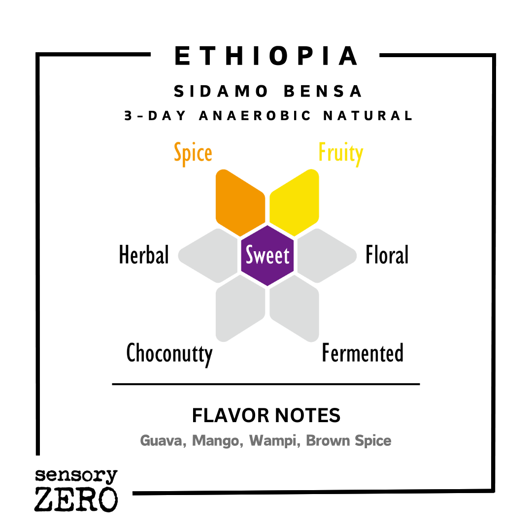 Ethiopia | Sidamo Bensa | 3-Day Anaerobic Natural - Drip Bags (5 Packs)