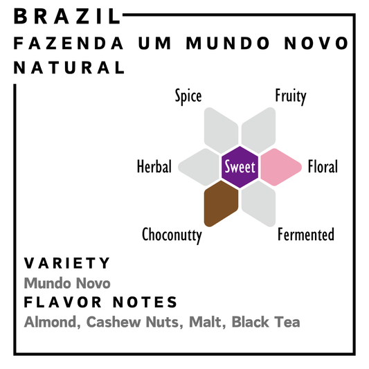巴西 | Fazenda Um Mundo Novo | 日曬處理