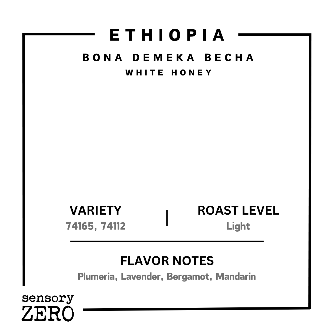 Ethiopia | Bona Demeka Becha | White Honey - Drip Bags (5 Packs)